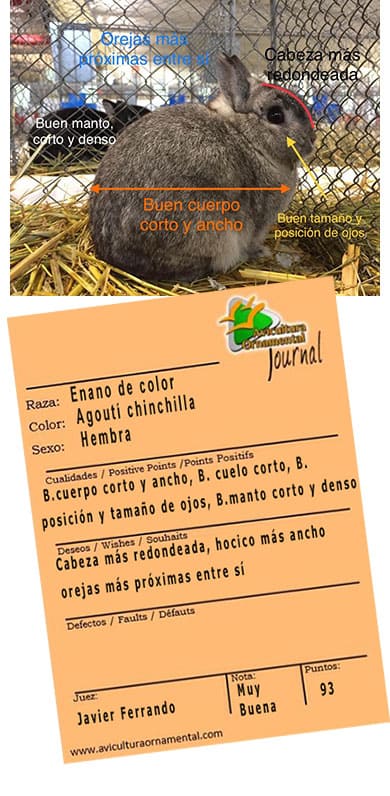 Conejo enano color